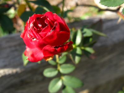 rose Red Cascade