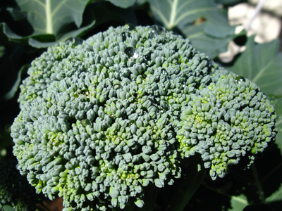 broccoli Premium Crop