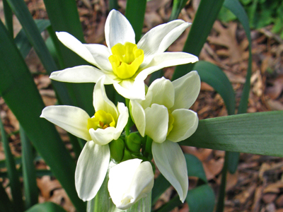 Narcissus tazetta v. italicus