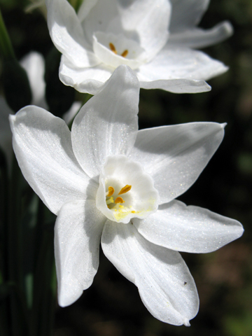 Narcissus papyraceus Grandiflora