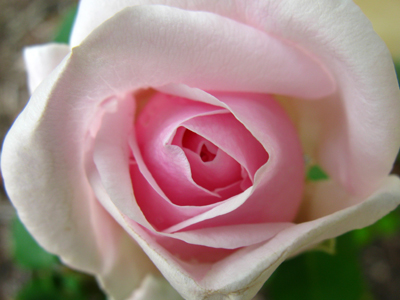 rose Souvenir de la Malmaison