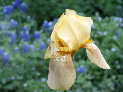 Iris flavascens