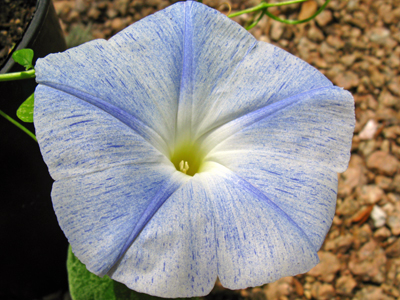 Ipomoea tricolor Flying Saucers