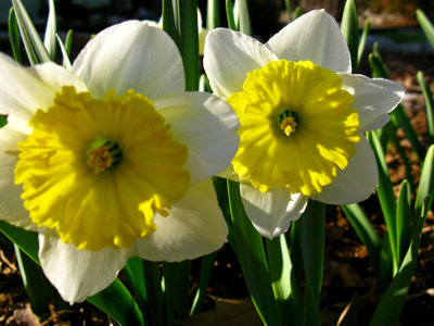 Ice Follies daffodils