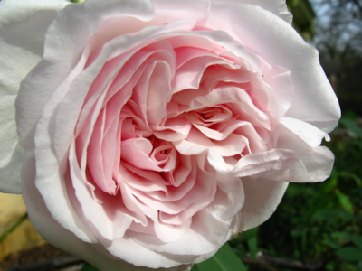 rose Souvenir de la Malmaison