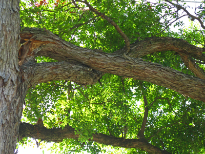drought-stressed cedar elm