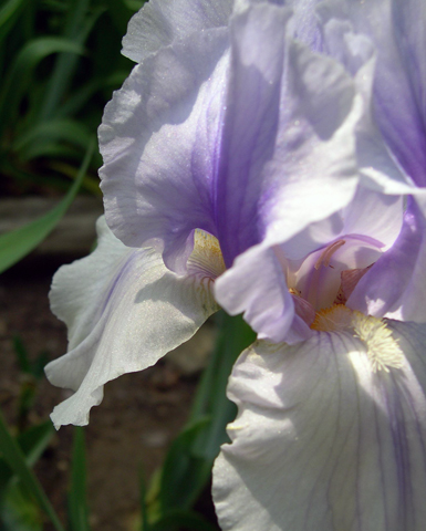 bearded iris Incantation