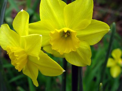 photo: Narcissus jonquilla Trevithian