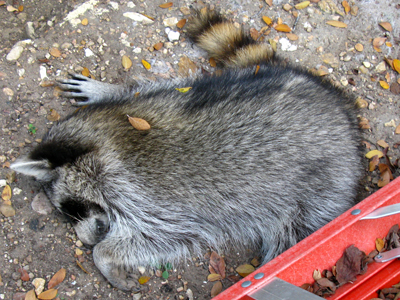 dead raccoon