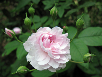 Zanthan Gardens  Rose 'Blush Noisette