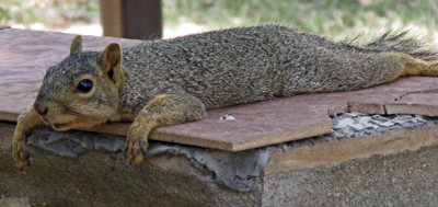 squirrel in summer
