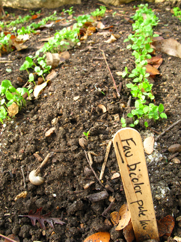 larkspur seedlings