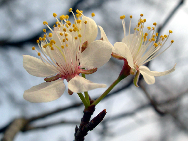 photo: Prunus mexicana 2004-02-20