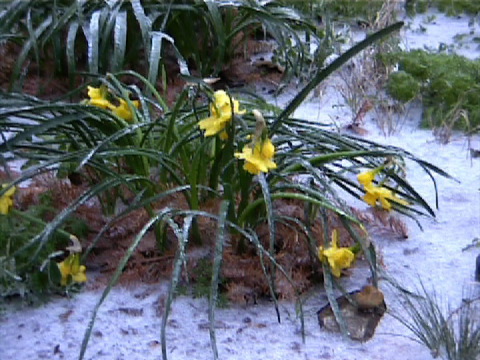 photo: sleet-covered daffodils