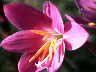 http://www.zanthan.com/gardens/photos/Gallery/Zephyranthes/Images/0.jpg