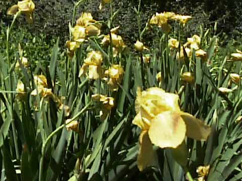 photo: Heirloom Yellow Iris