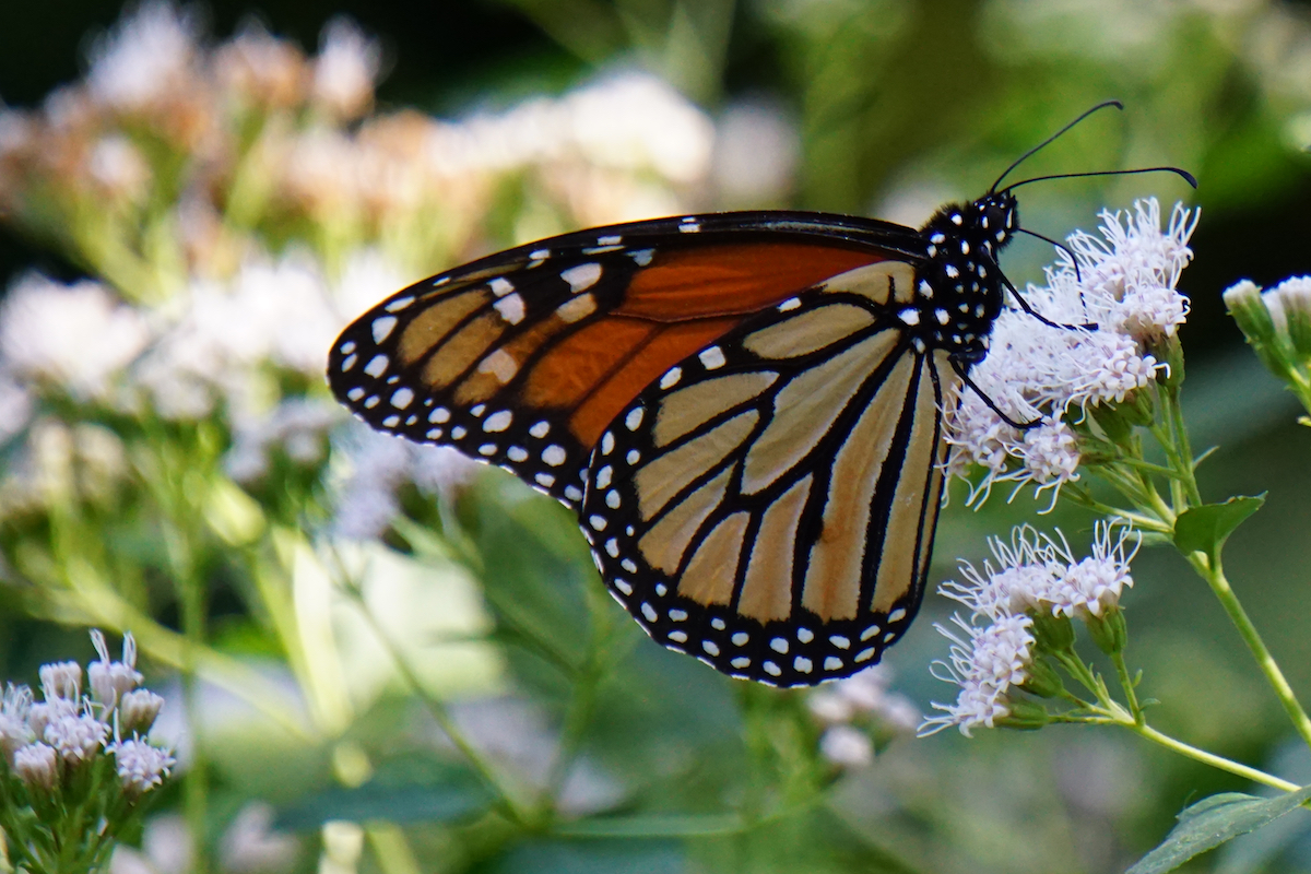 photo: Monarch butterfly