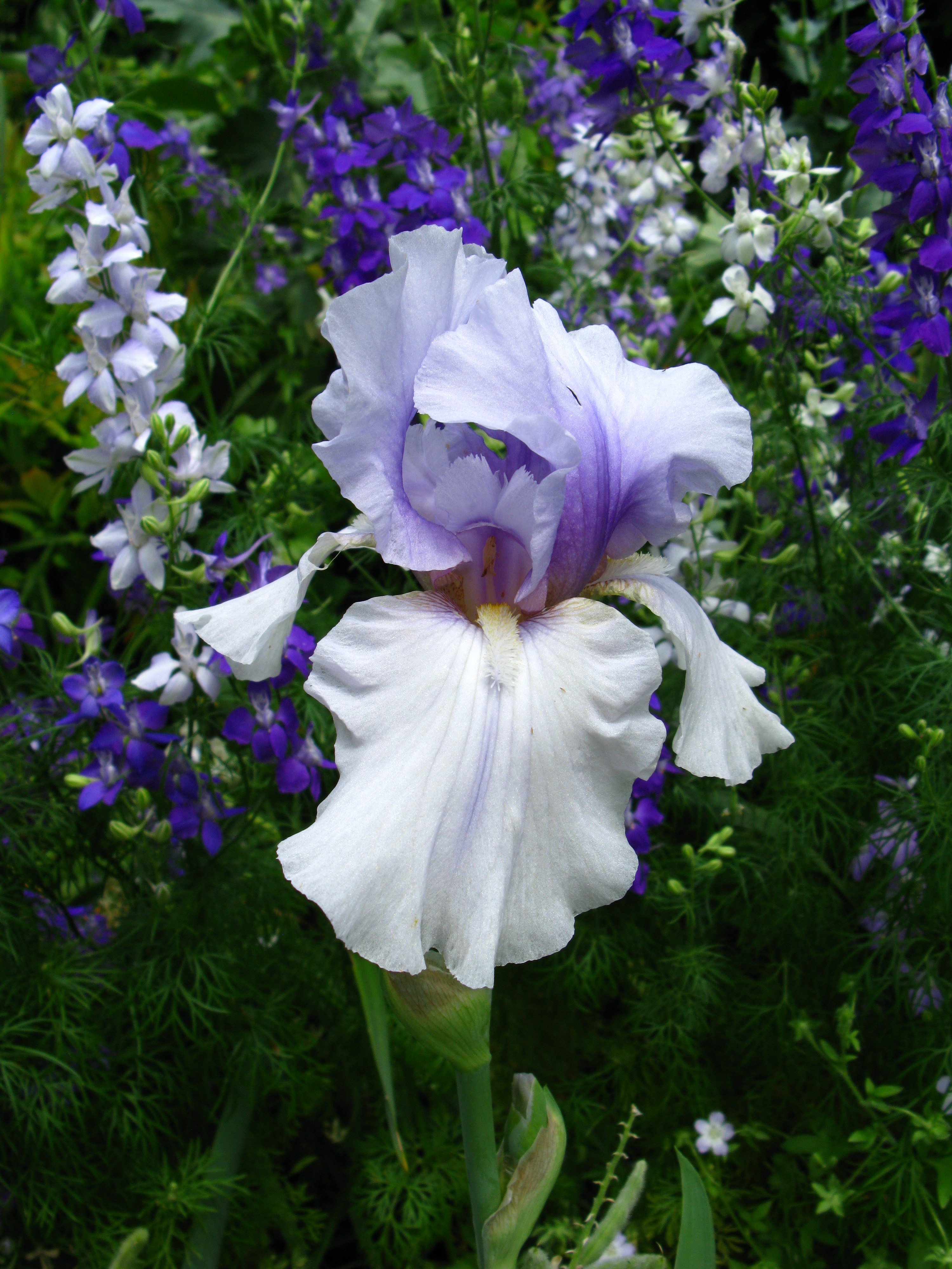 bearded iris Incantation