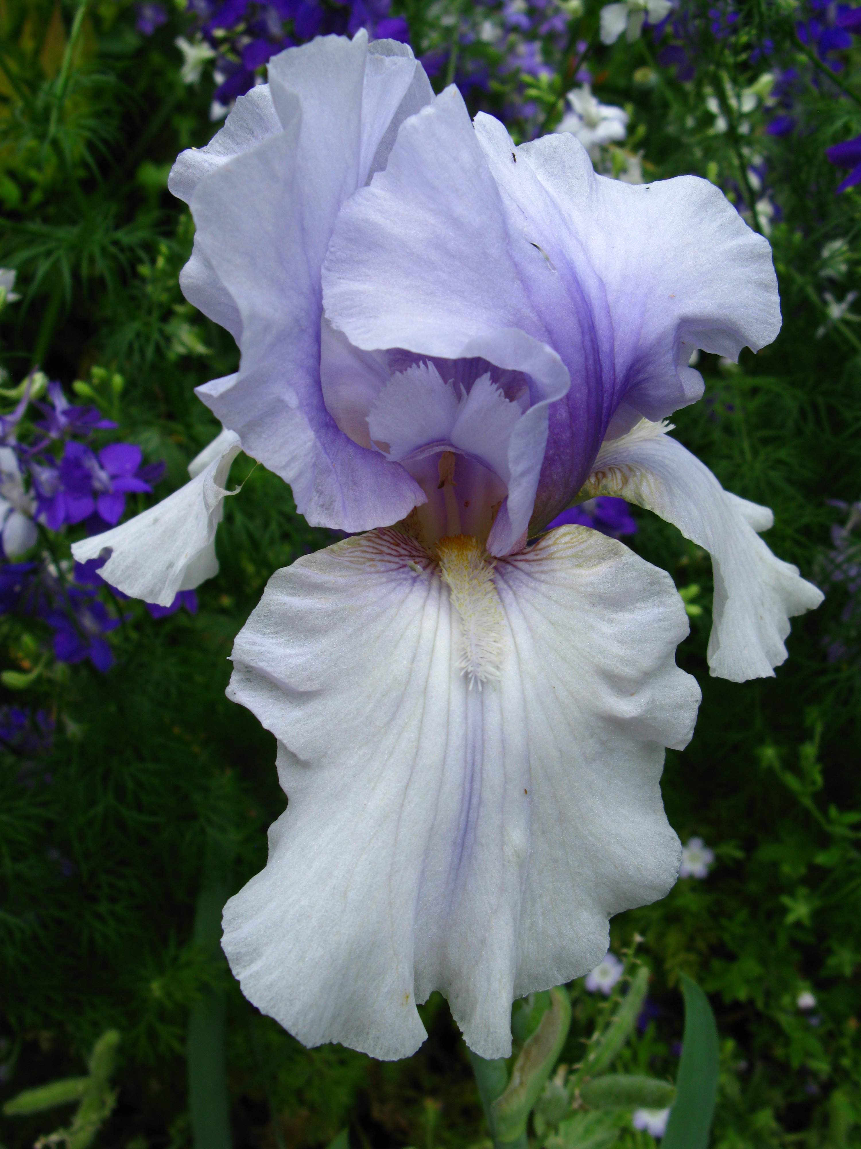 bearded iris Incantation