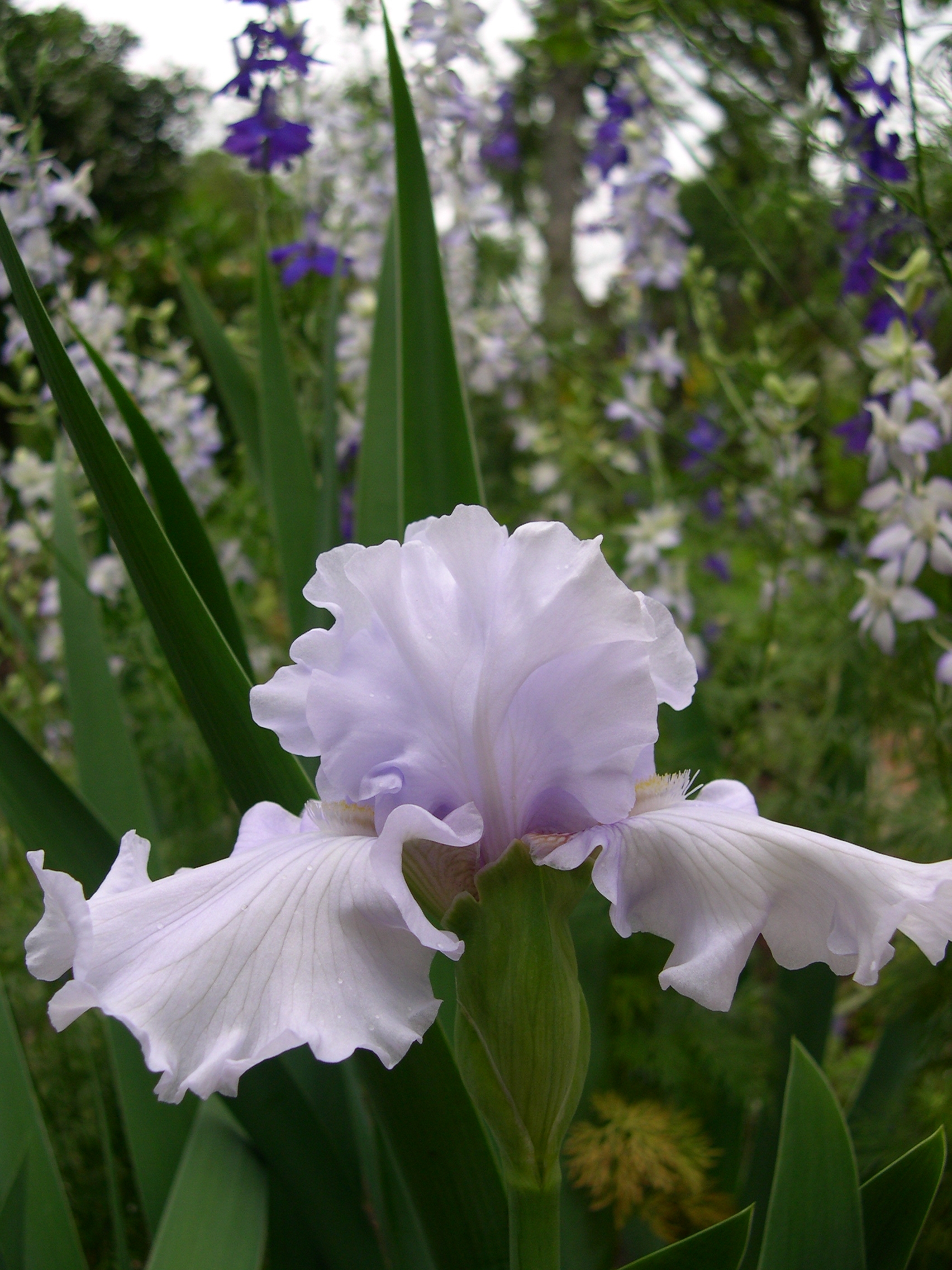 bearded iris Silverado