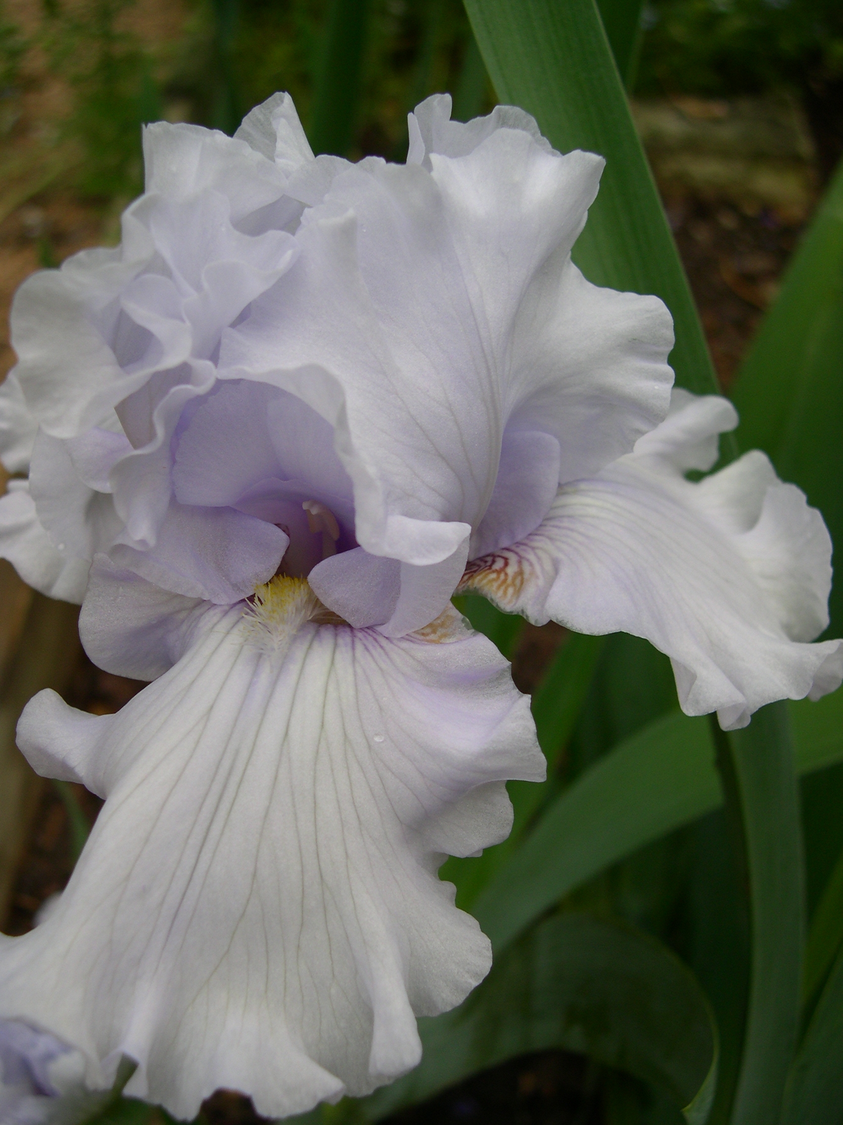 bearded iris Silverado