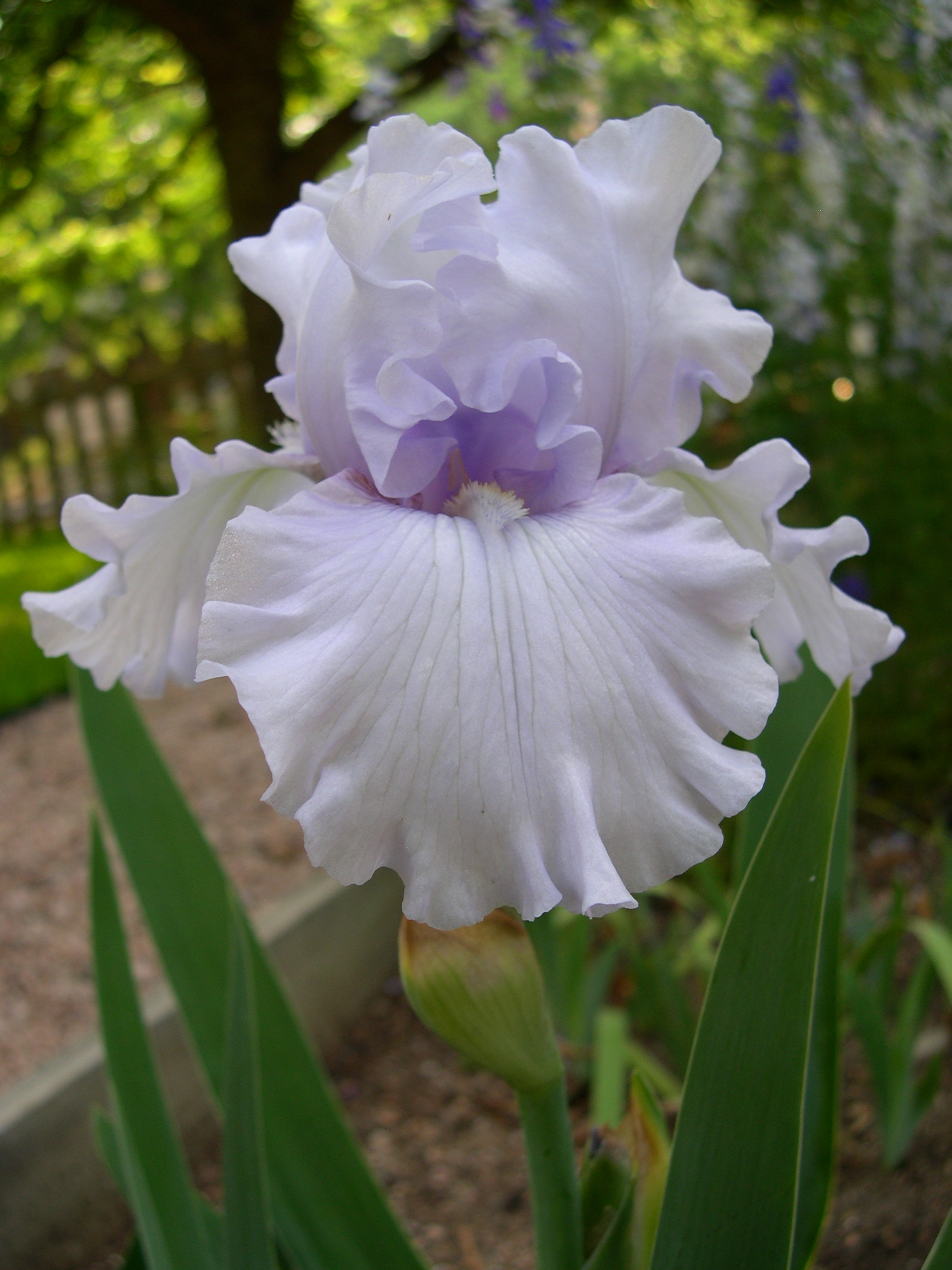 bearded iris Silverado