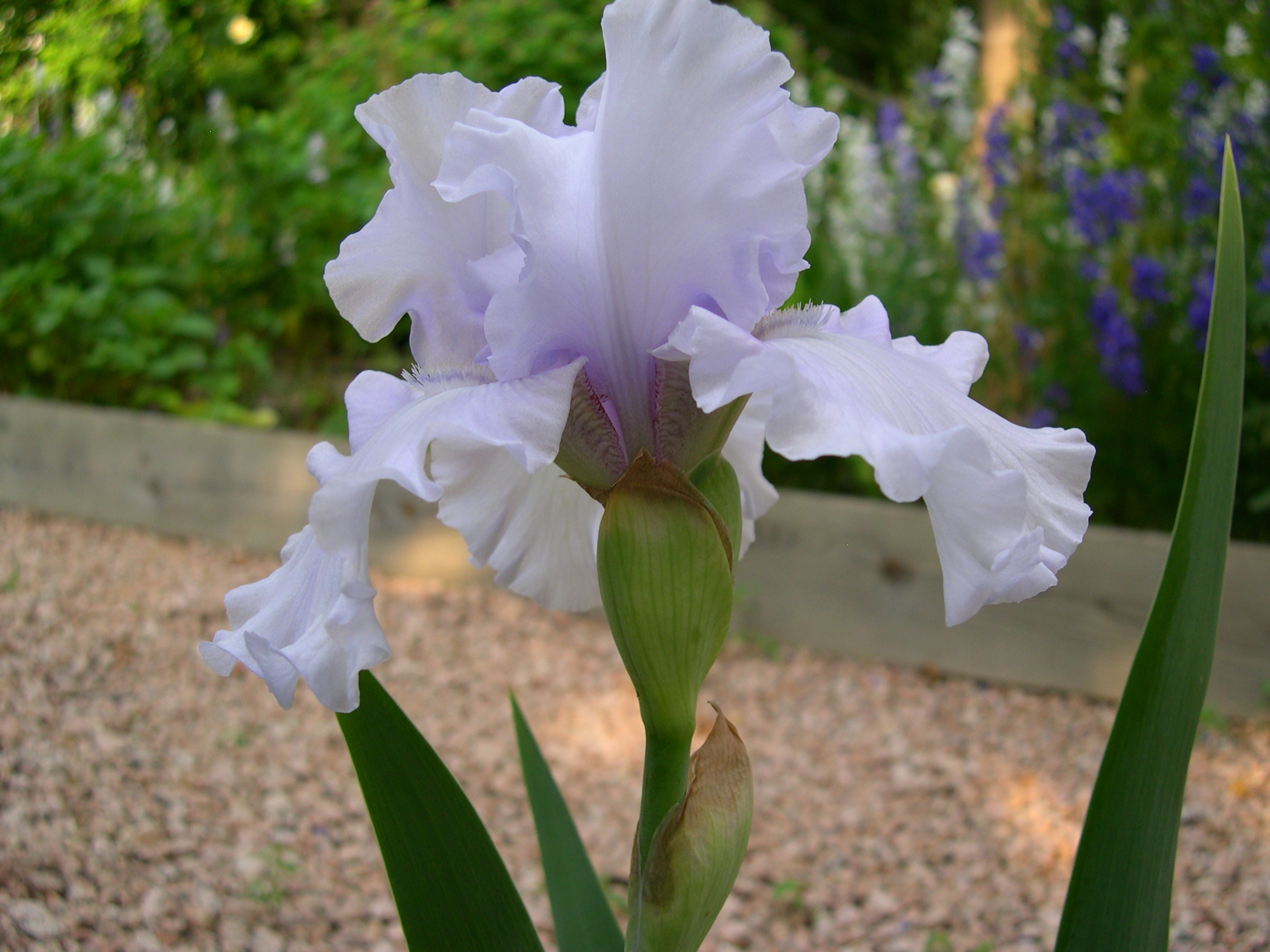 bearded iris Silverado