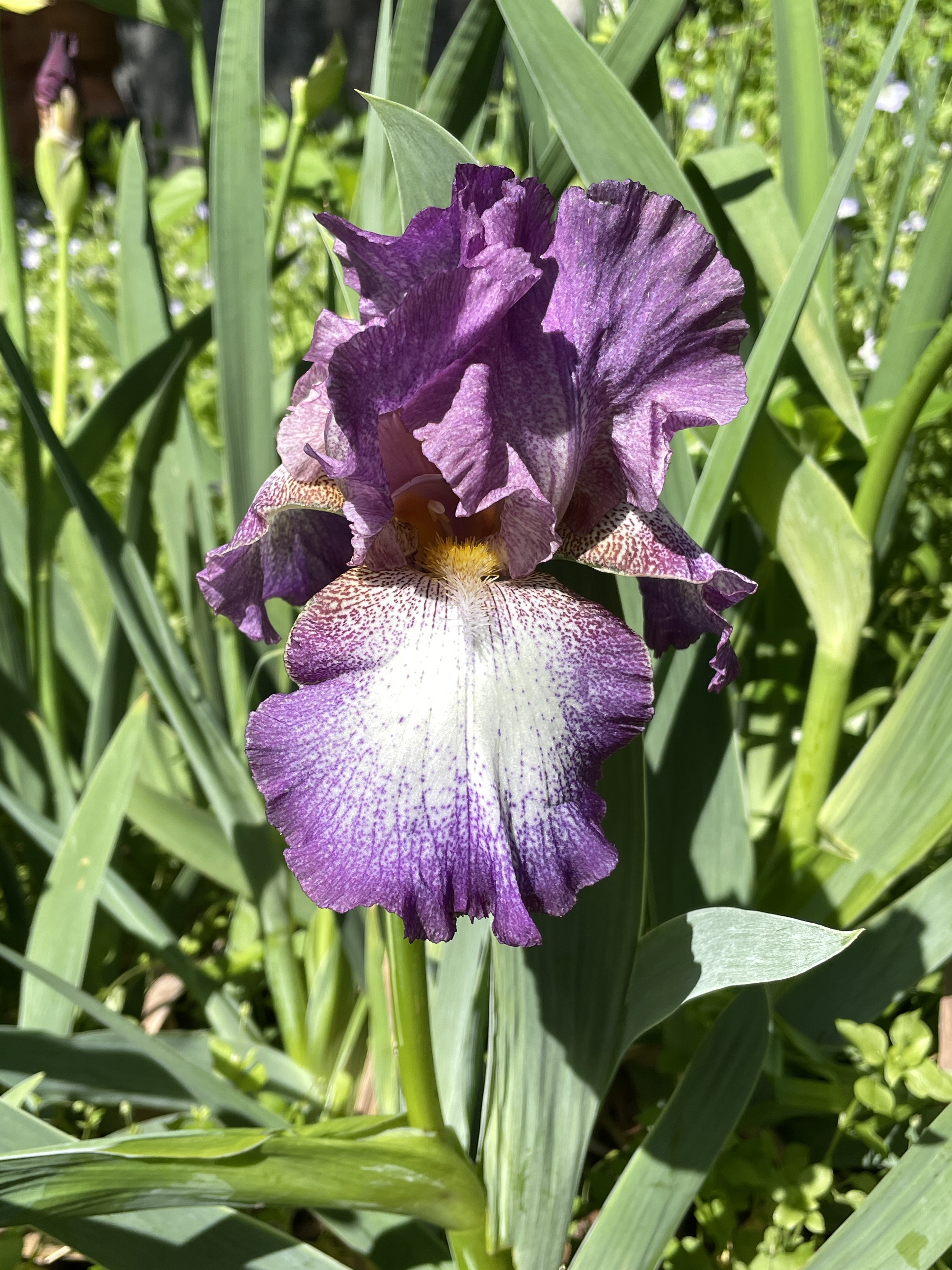 bearded iris Silverado