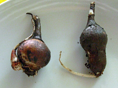 Rhodophiala bifida bulbs with offsets