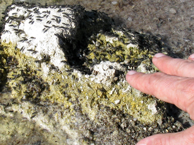 Mono Lake alkali flies