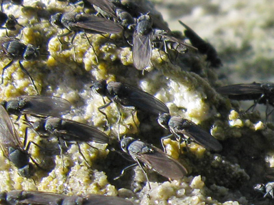 Mono Lake alkali flies