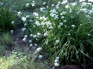 photo: Allium tuberosum