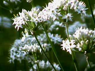 photo: Allium tuberosum