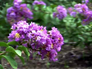 photo: Lagerstroemia indica