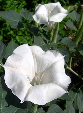 photo: Datura inoxia