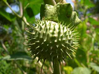 photo: Datura inoxia