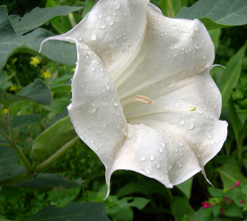 photo: Datura inoxia