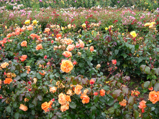 Zanthan Gardens Fryer S Roses Cheshire