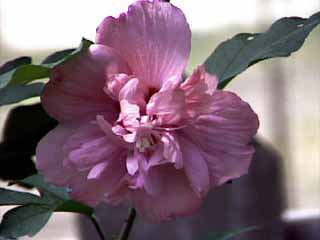 photo: Hibiscus syriacus