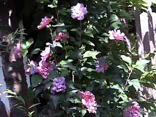 photo: Hibiscus syriacus