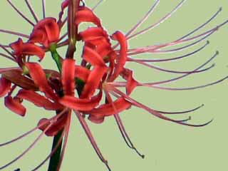 photo: red spider lily