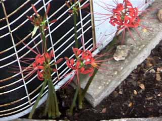 photo: red spider lily