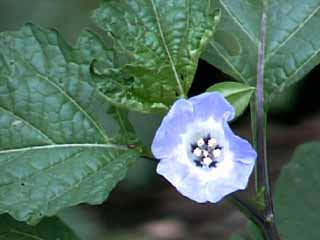 photo: Nicandra physalodes