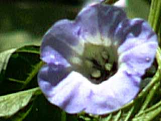 photo: Nicandra physalodes