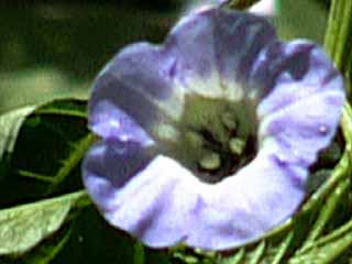 photo: Nicandra physalodes