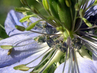 photo: Nigella damascena