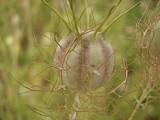 photo: Nigella damascena