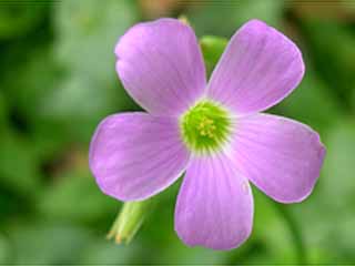 photo: Oxalis drummondii