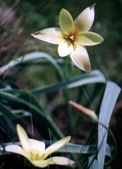 photo: Tulipa clusiana