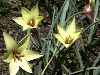 photo: Tulipa clusiana